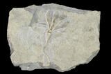 Fossil Crinoid (Dichocrinus) - Gilmore City, Iowa #148675-1